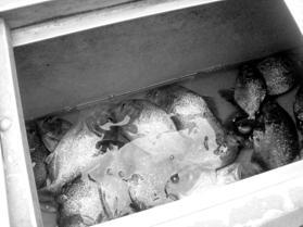 Любов і піраньї - pic_10.jpg