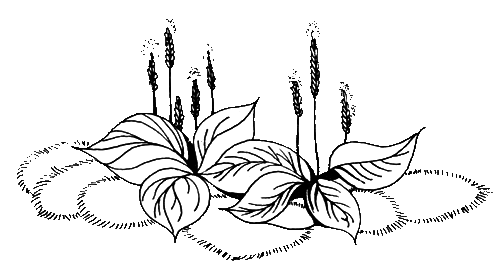 Мэри Поппинс и соседний дом - i_029.png