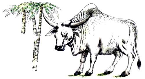 Мохнатая азбука - i_011.jpg