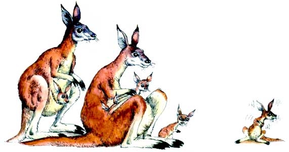 Мохнатая азбука - i_014.jpg