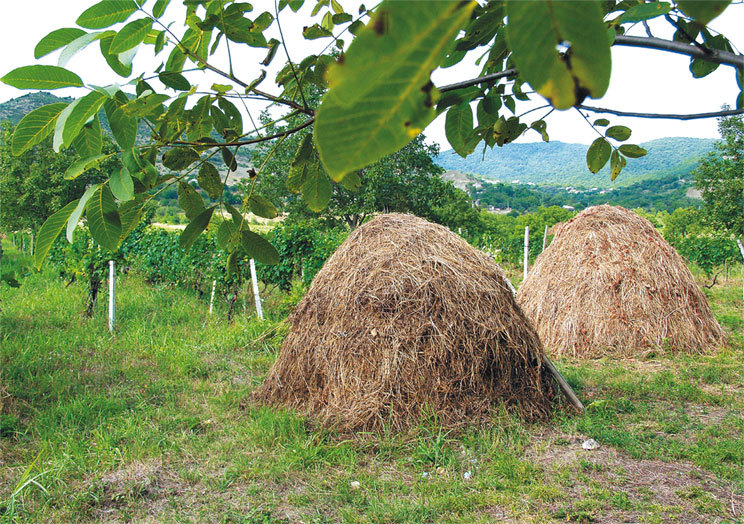 Сихарули. Рецепт грузинского счастья - i_006.jpg