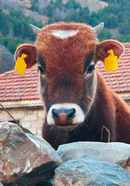 Сихарули. Рецепт грузинского счастья - i_036.jpg